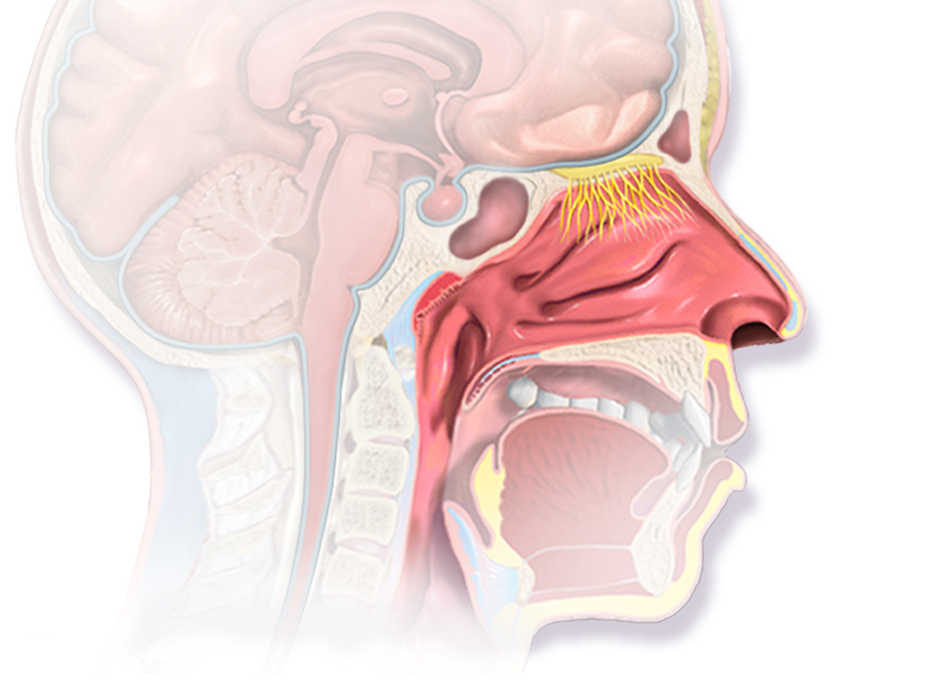 Sagittal cutaway of the head, with the nose facing right, showing the nasal passages above the mouth